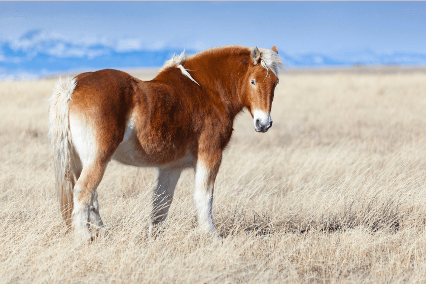 Belgian draft horse in field