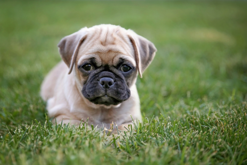 chug laying in the grass