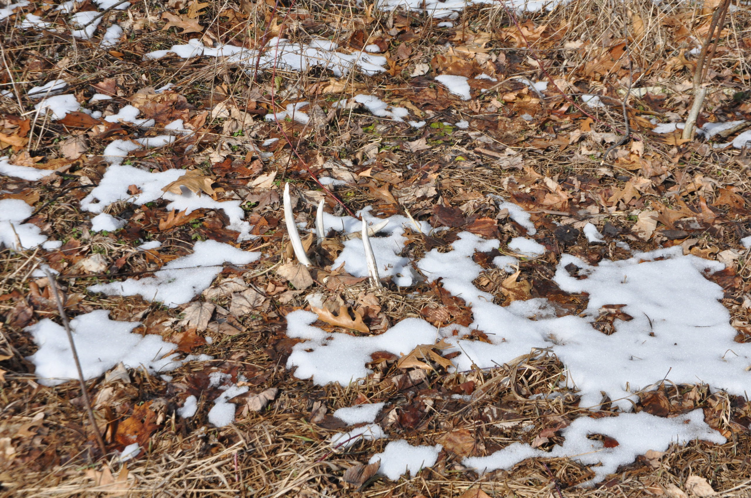 When Do Deer Shed Their Antlers?