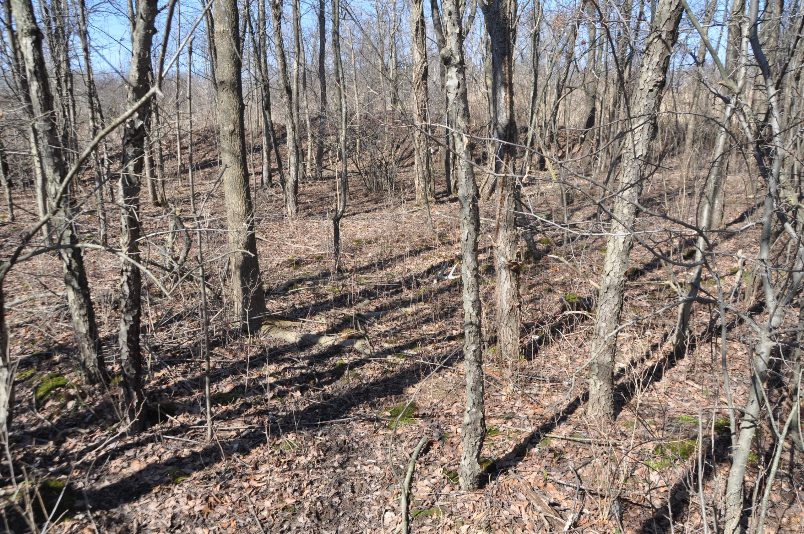 Shed Hunting