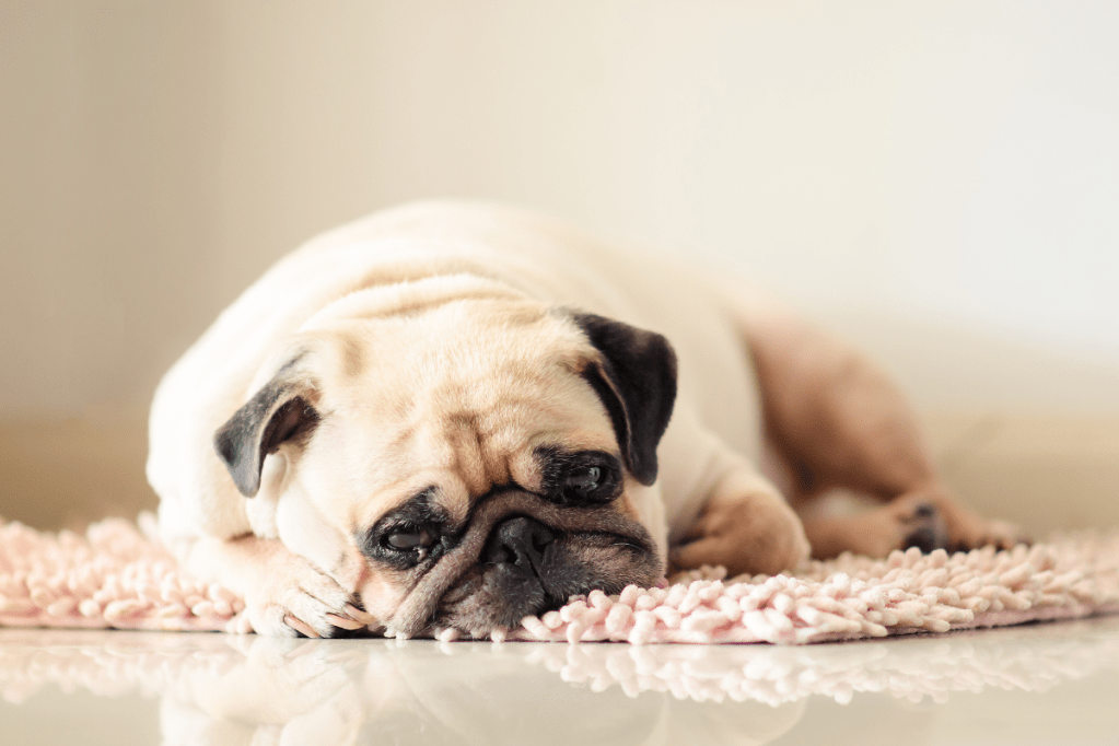 Dog Congestion Causes, Symptoms, and Treatment