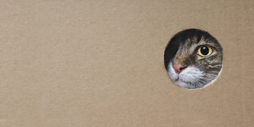 Cat peering through hole in a cardboard box