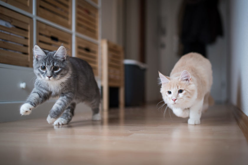 Pair of cats running down hallway.