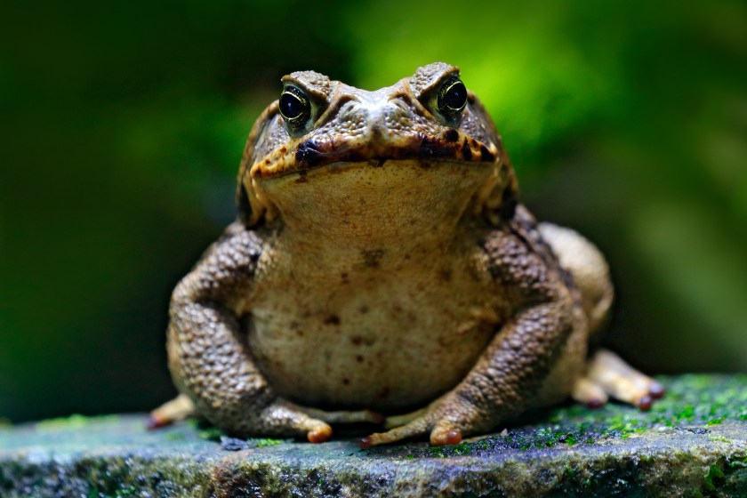 cane toad invasive species