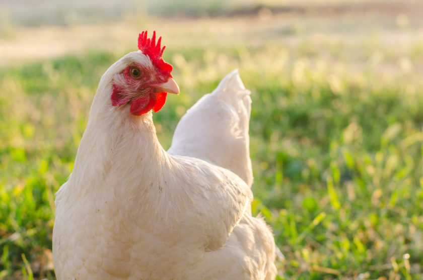 white cute farm animal chicken on grass