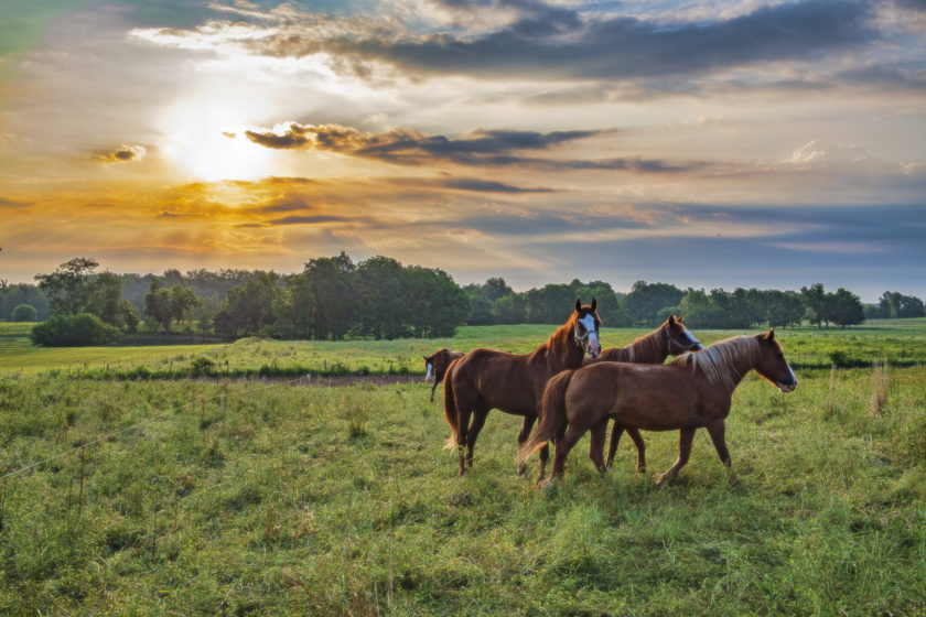 cute farm animal horses on pasture