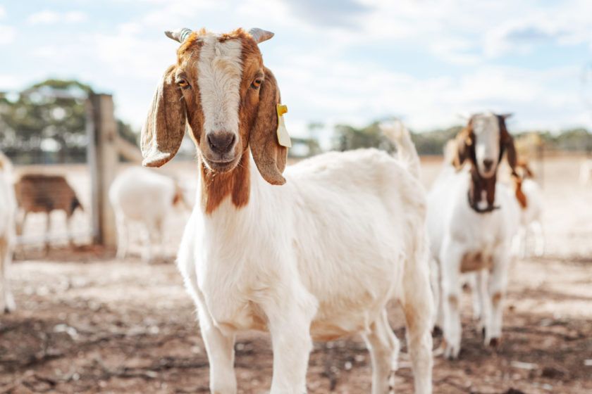 white goats looking at camera