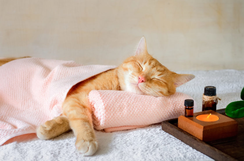 Cat taking a nap in spa setting.