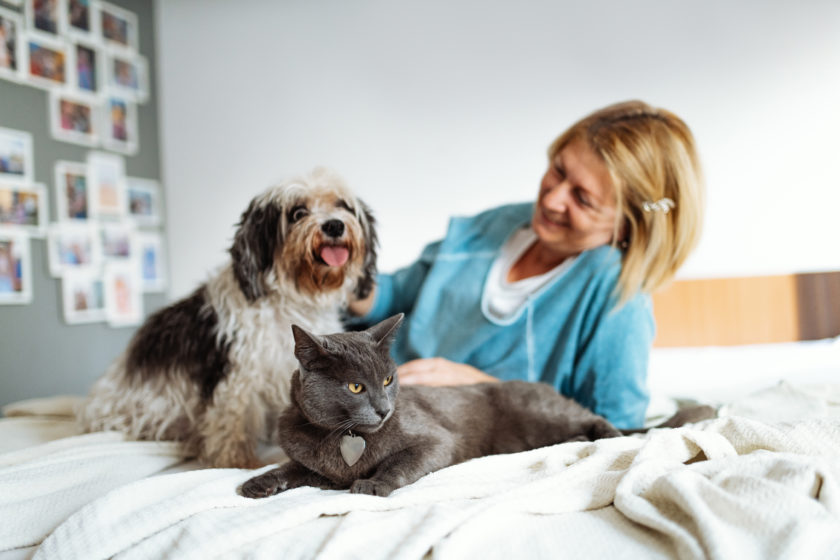 Cat, dog and owners all laying on bed together.