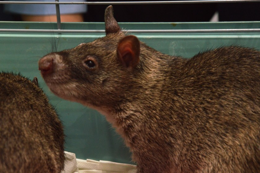 exotic gambian big rat closeup.