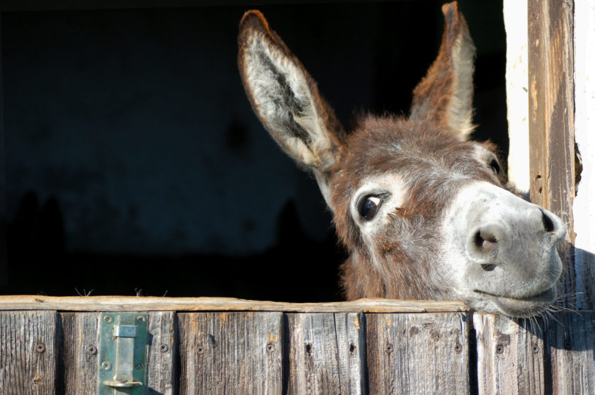 donkey looking over fence cute farm animals