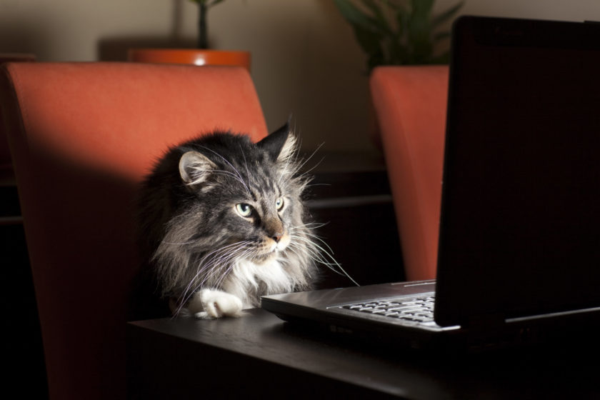 Cat "working" on a laptop computer.