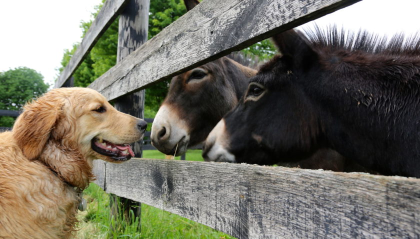 tan dog looking at donkeys through fence