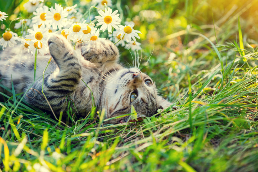 Outdoor cat playing in some tall grass and flowers.