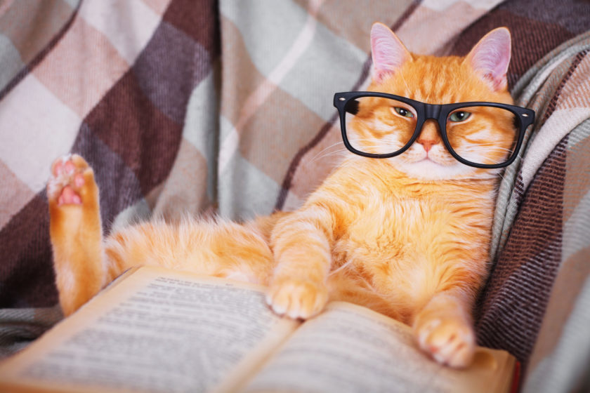Cat wearing glasses and lounging on a couch.