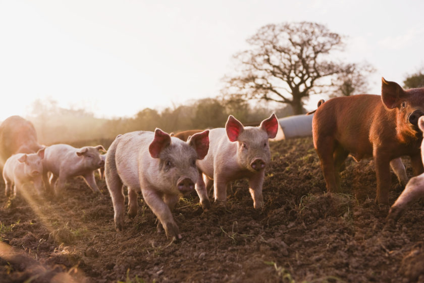 piglets together on farm