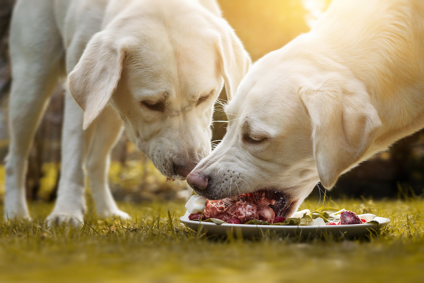 two young labrador retriever dog puppies eat a lot of meat together from a plate in the garden