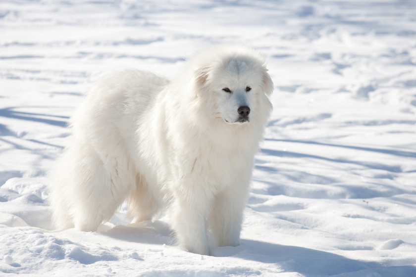 great Pyrenees