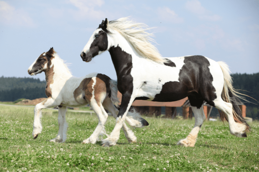 Gypsy vanner horses in field