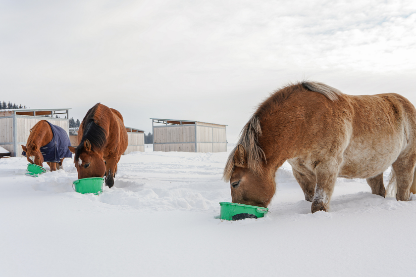 Group of brown horses eating from green buckets on snow covered field