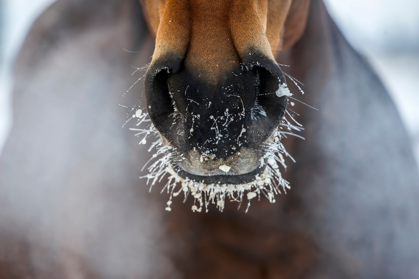 Horse's nose with the ice and steam