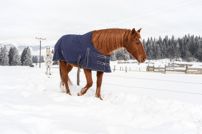 Brown horse walking in snow, covered with a blanket coat to keep warm during winter, wooden ranch fence and trees in background
