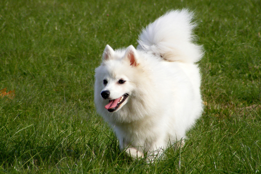 Japanese Spitz