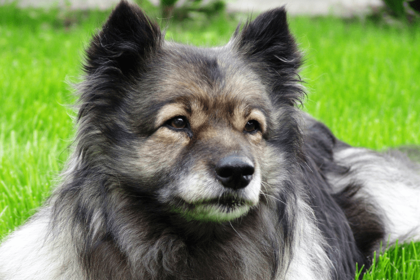 keeshond 