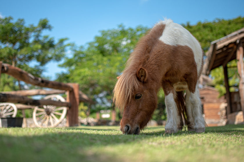 Miniature horse grazing