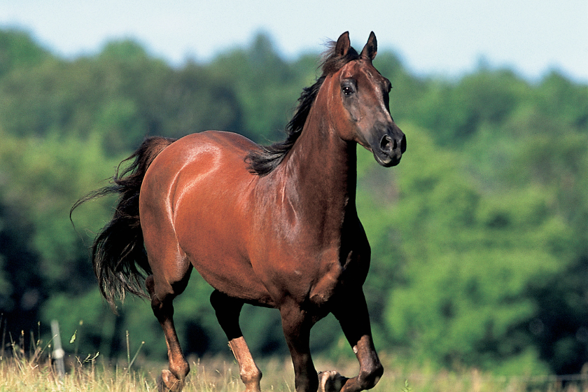 Morgan horse running in field