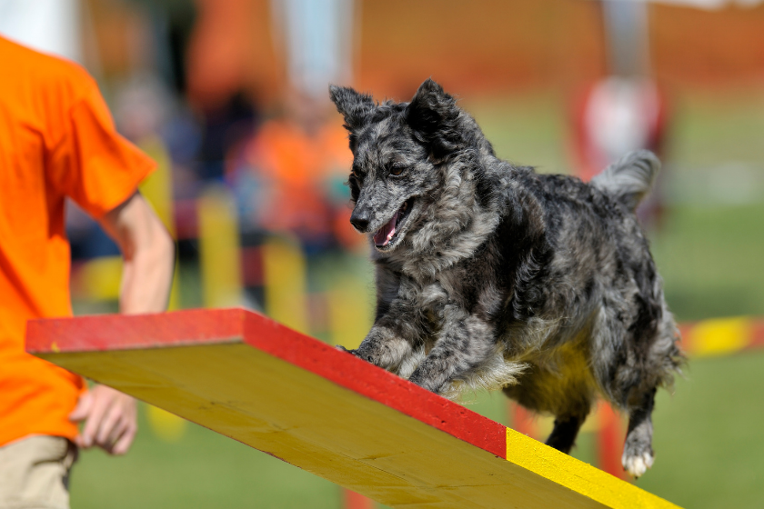 Mudi dog running up a ramp.