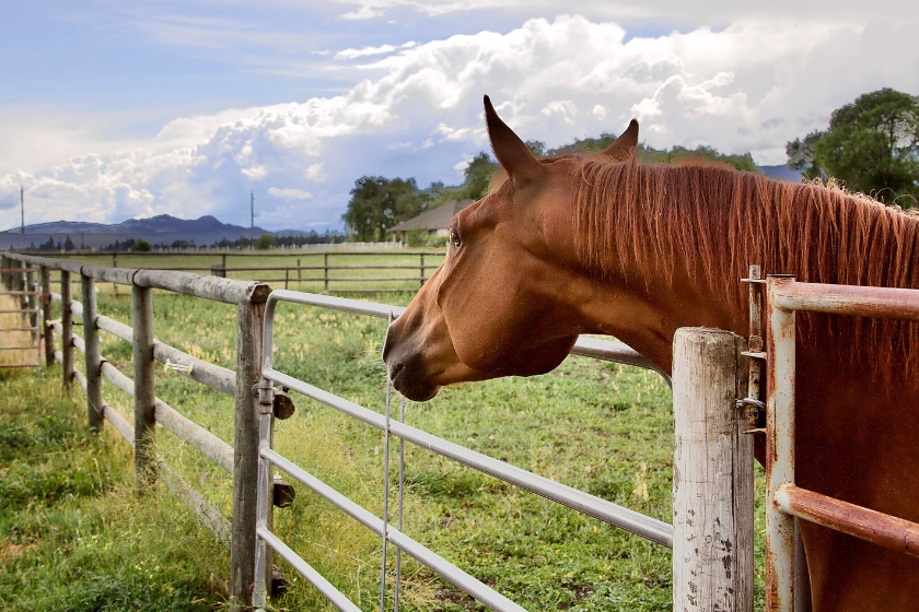Tennessee walking horse behind fence