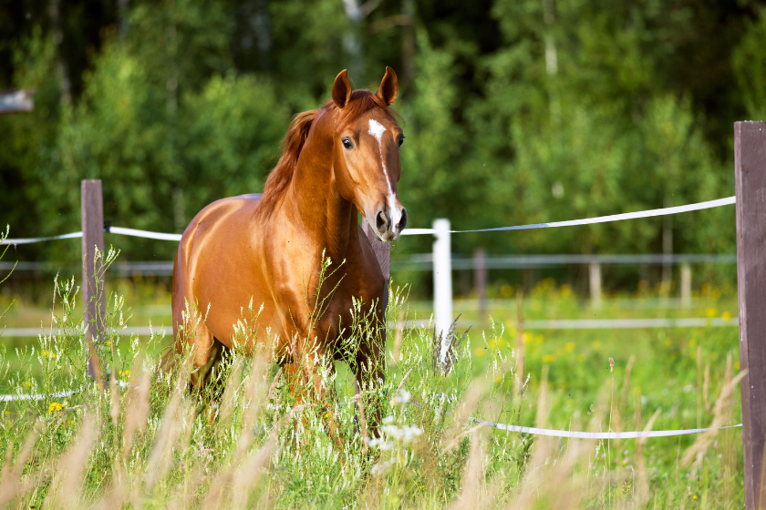 Thoroughbred horse in field
