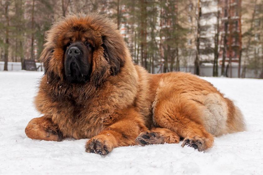 Tibetan Mastiff