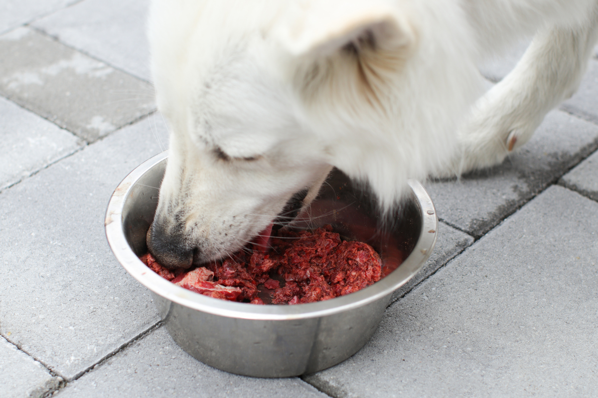 Venison Wet Dog Food Nourishing Your Canine Companion Naturally.