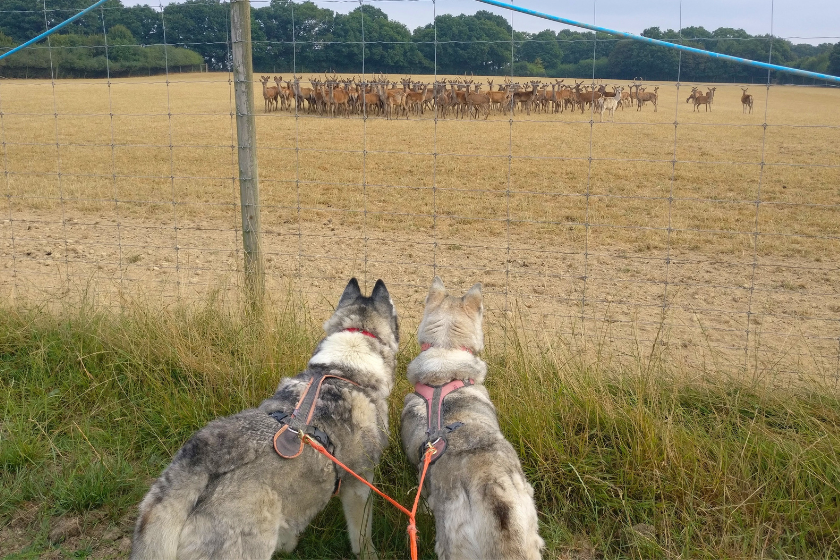 Huskies intently watching a deer herd through a fence
