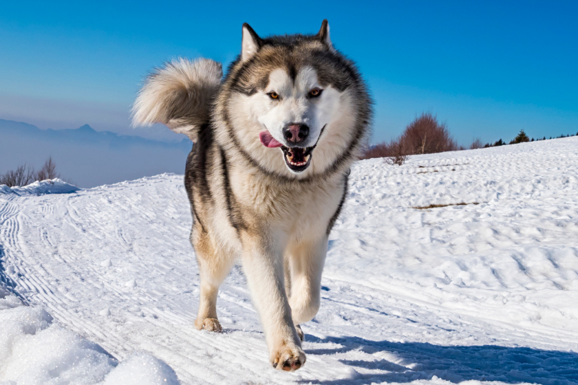 Alaskan Malamute