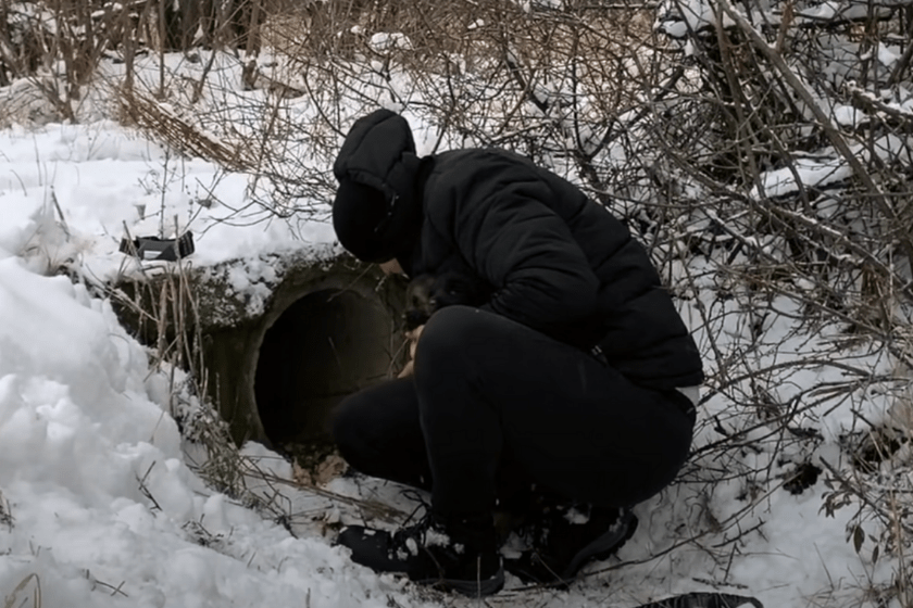 puppies saved from drain