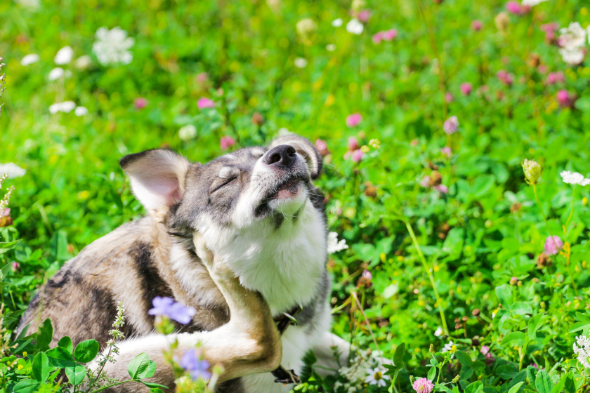 dog scratching himself in grass benadryl for dogs