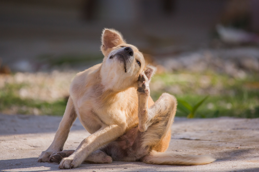 dog scratching himself on sidewalk benadryl for dogs