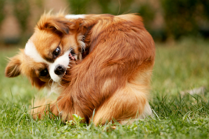 dog with allergies biting himself