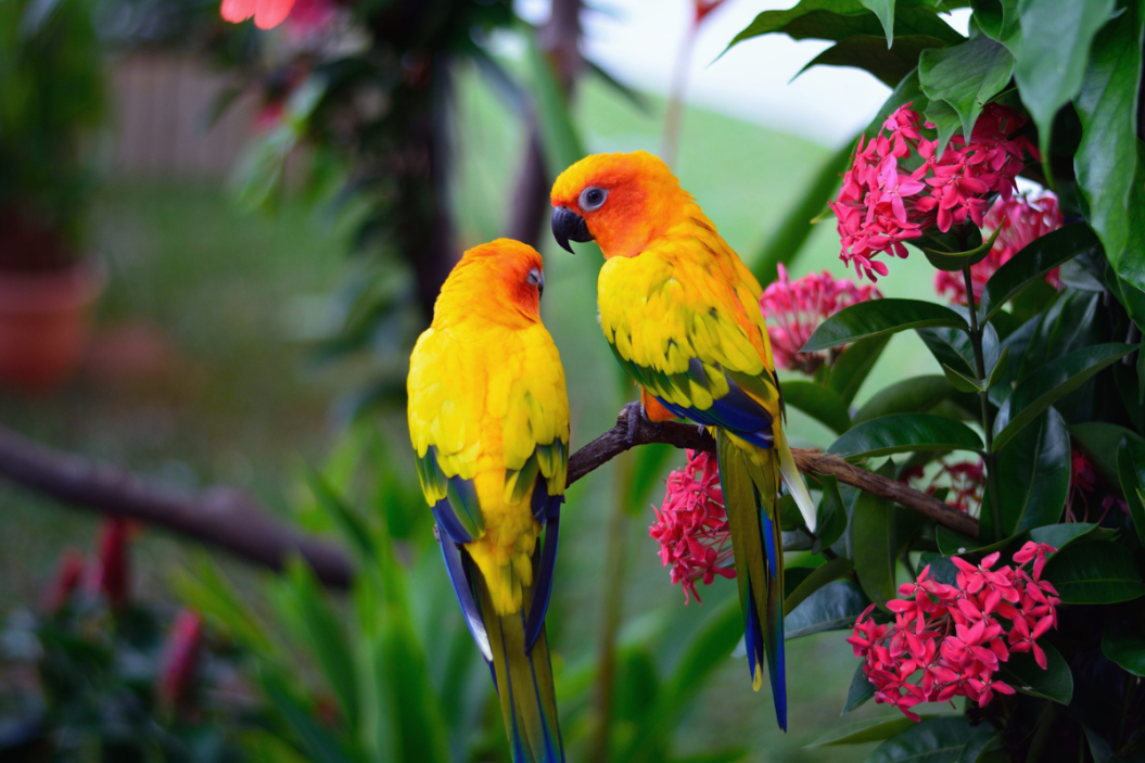 Exotic Birds: 20 Beautiful Birds You Won't Believe Can Be This Colorful