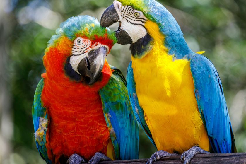 exotic birds