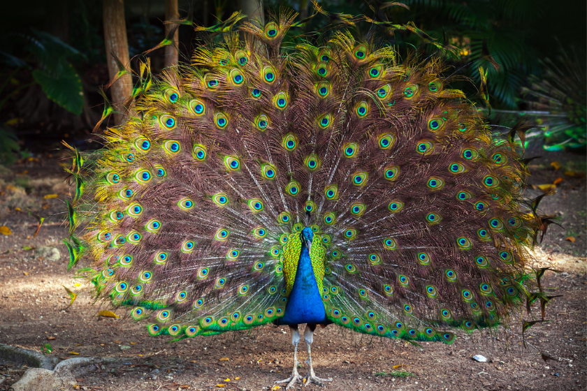 exotic birds