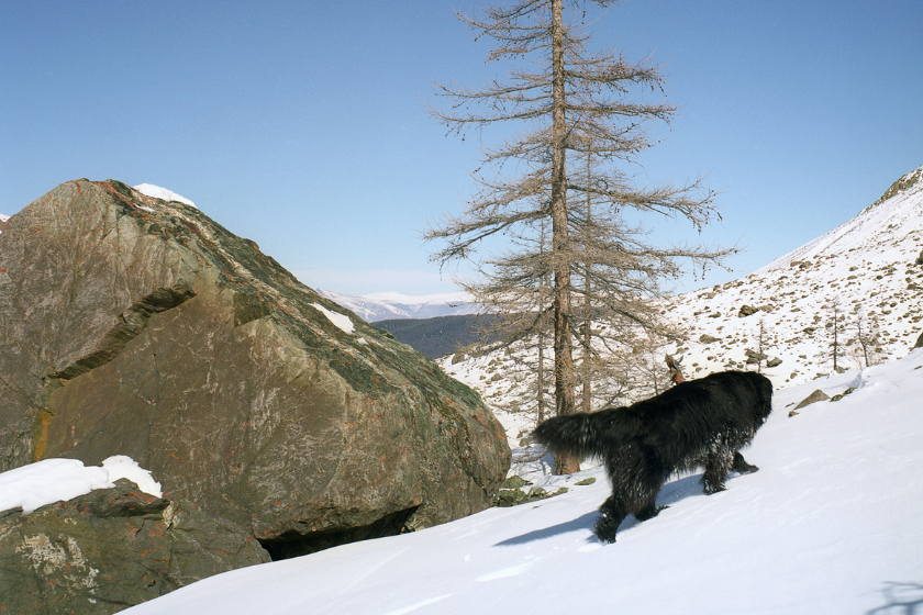 newfoundland