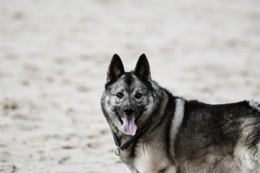 Norwegian Elkhound