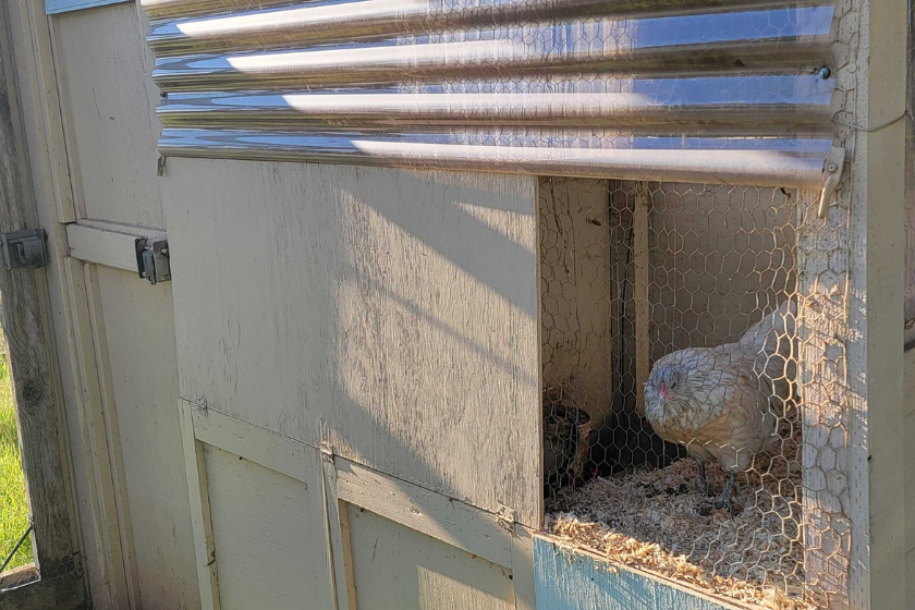 winter chicken coop