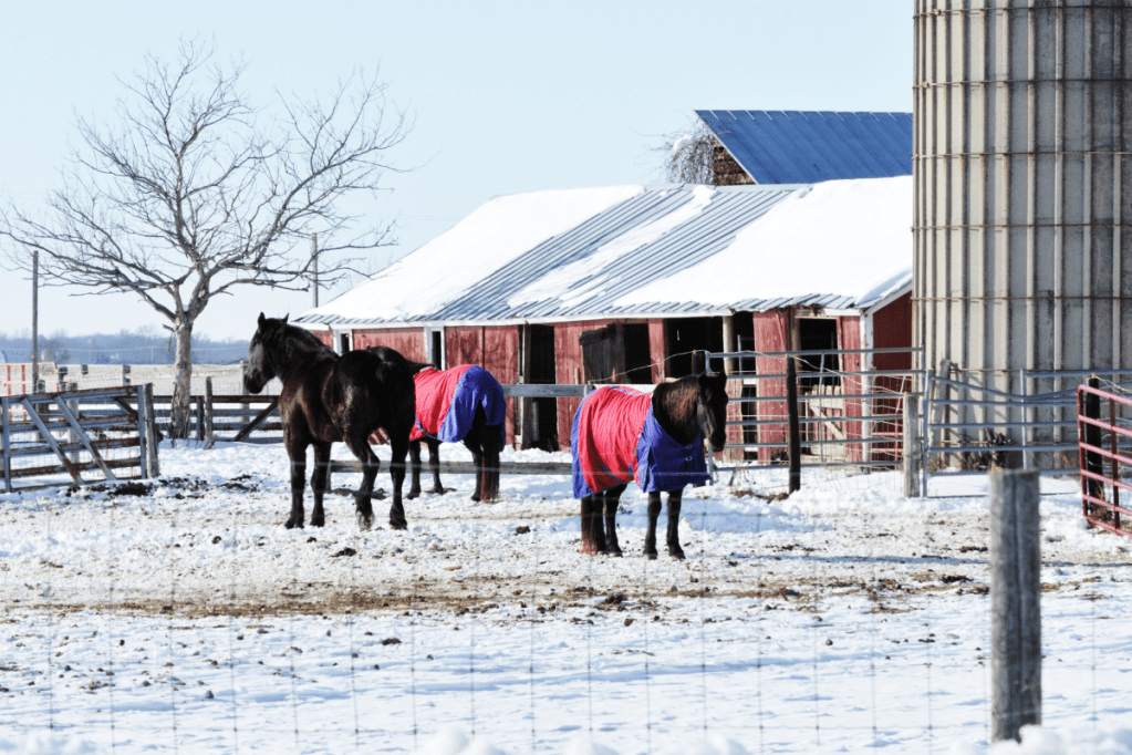 Horse Blankets When To Use Them and The Different Options Available