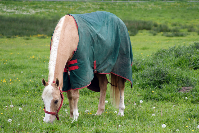 horse wearing its blanket in a field