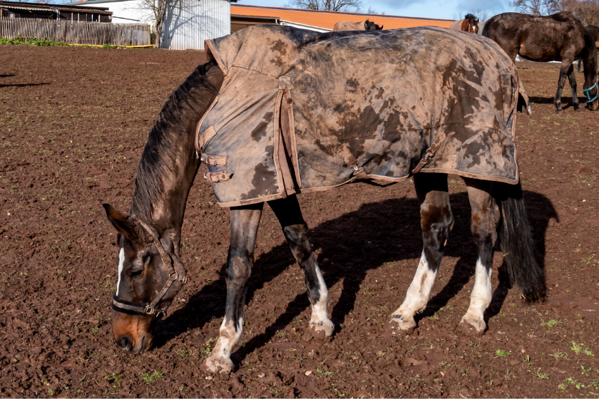 brown horse wearing a blanket